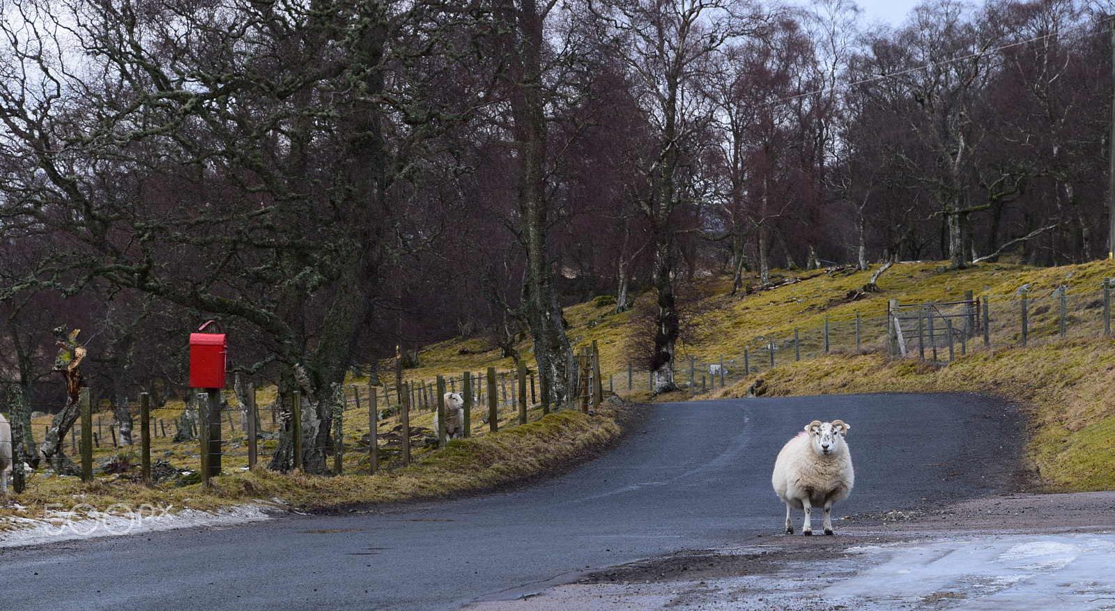 Nikon D5300 sample photo. Will ewe get off the road? photography