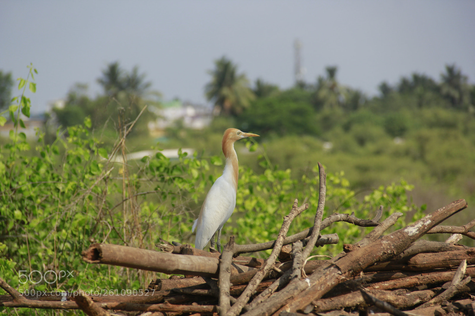 Canon EF-S 18-135mm F3.5-5.6 IS sample photo. White heron standing still. photography