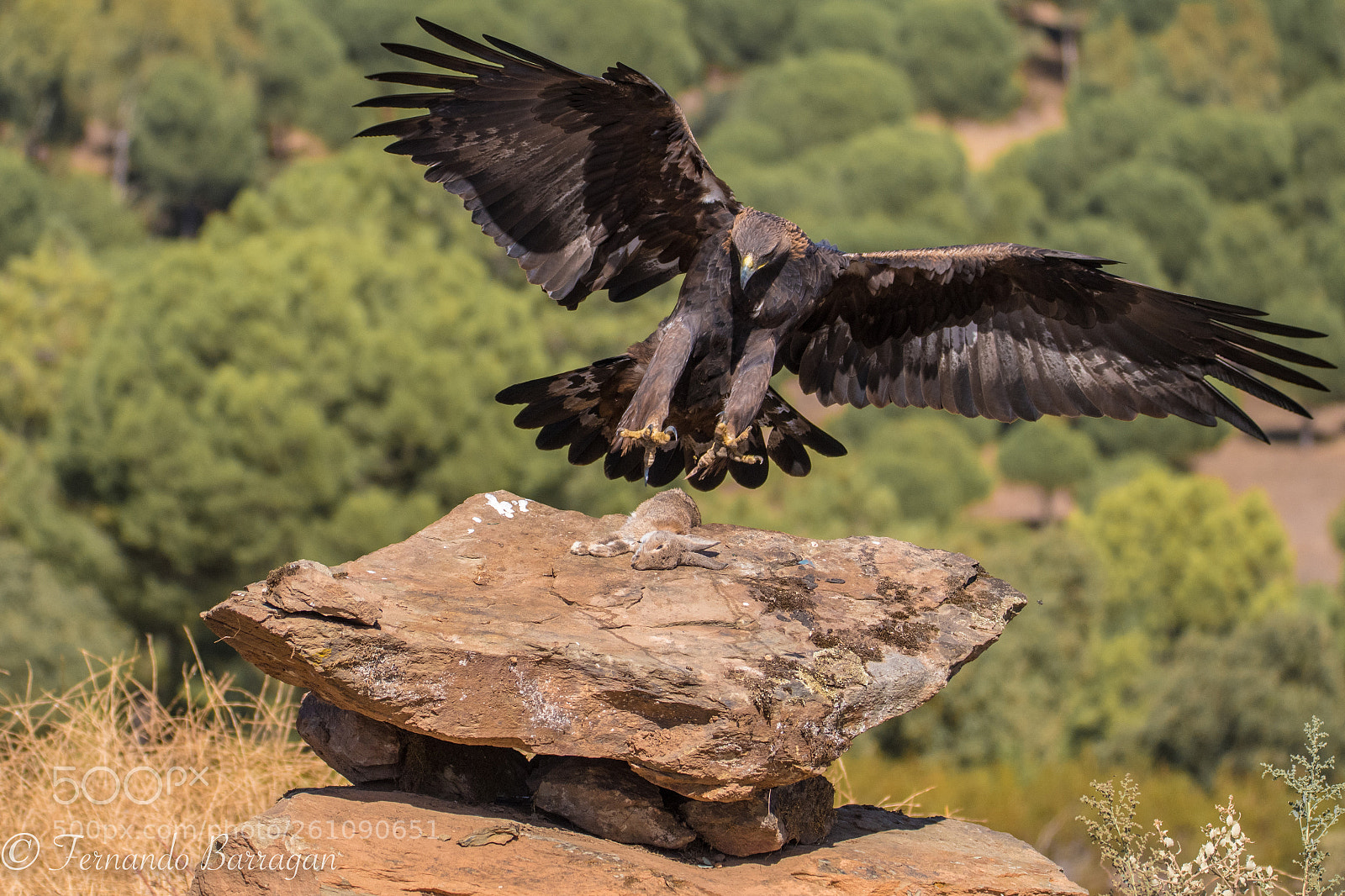Nikon D500 sample photo. Aguila real sobre conejo photography