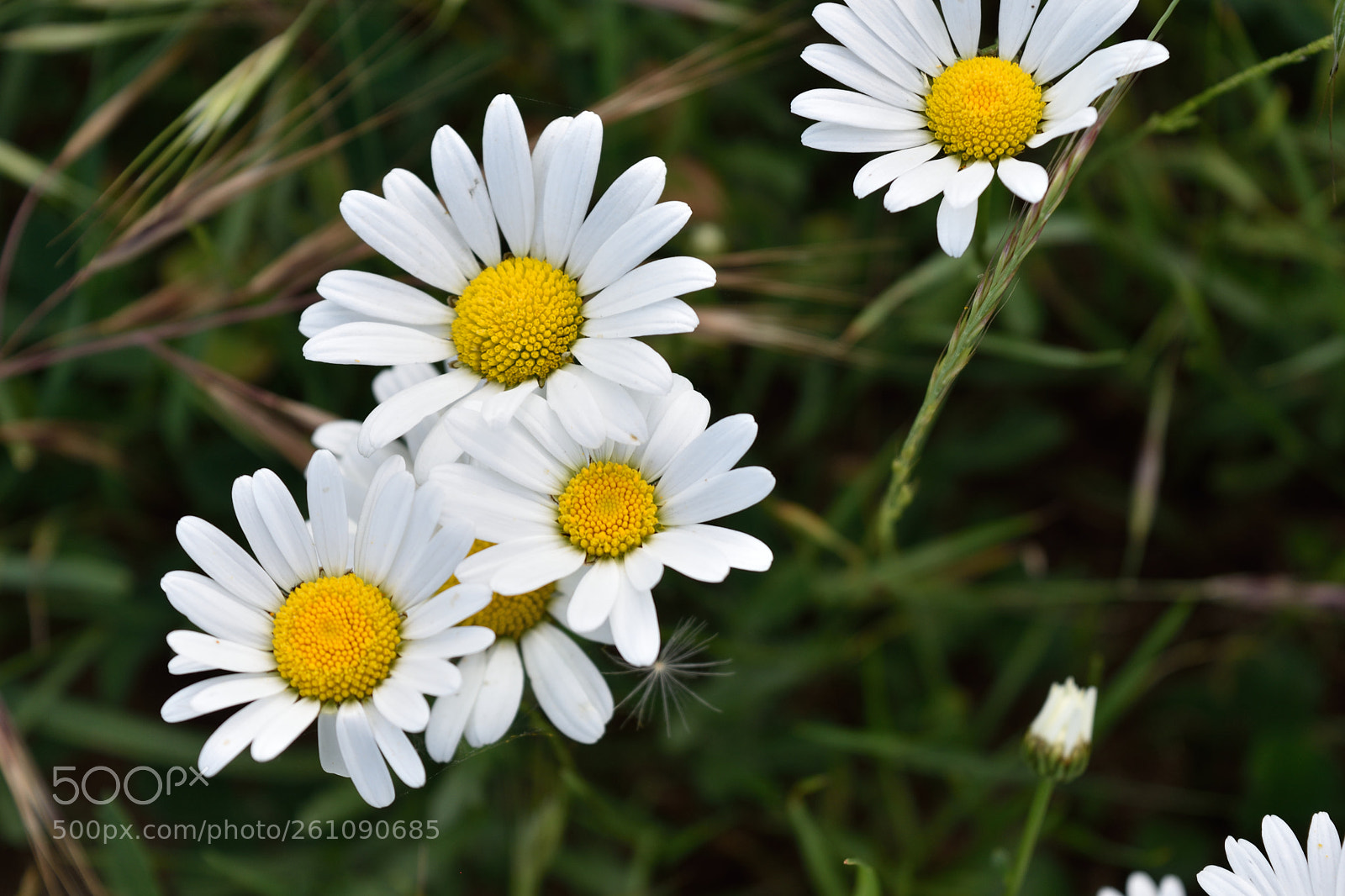 Nikon D5500 sample photo. Argyranthemum frutescens photography