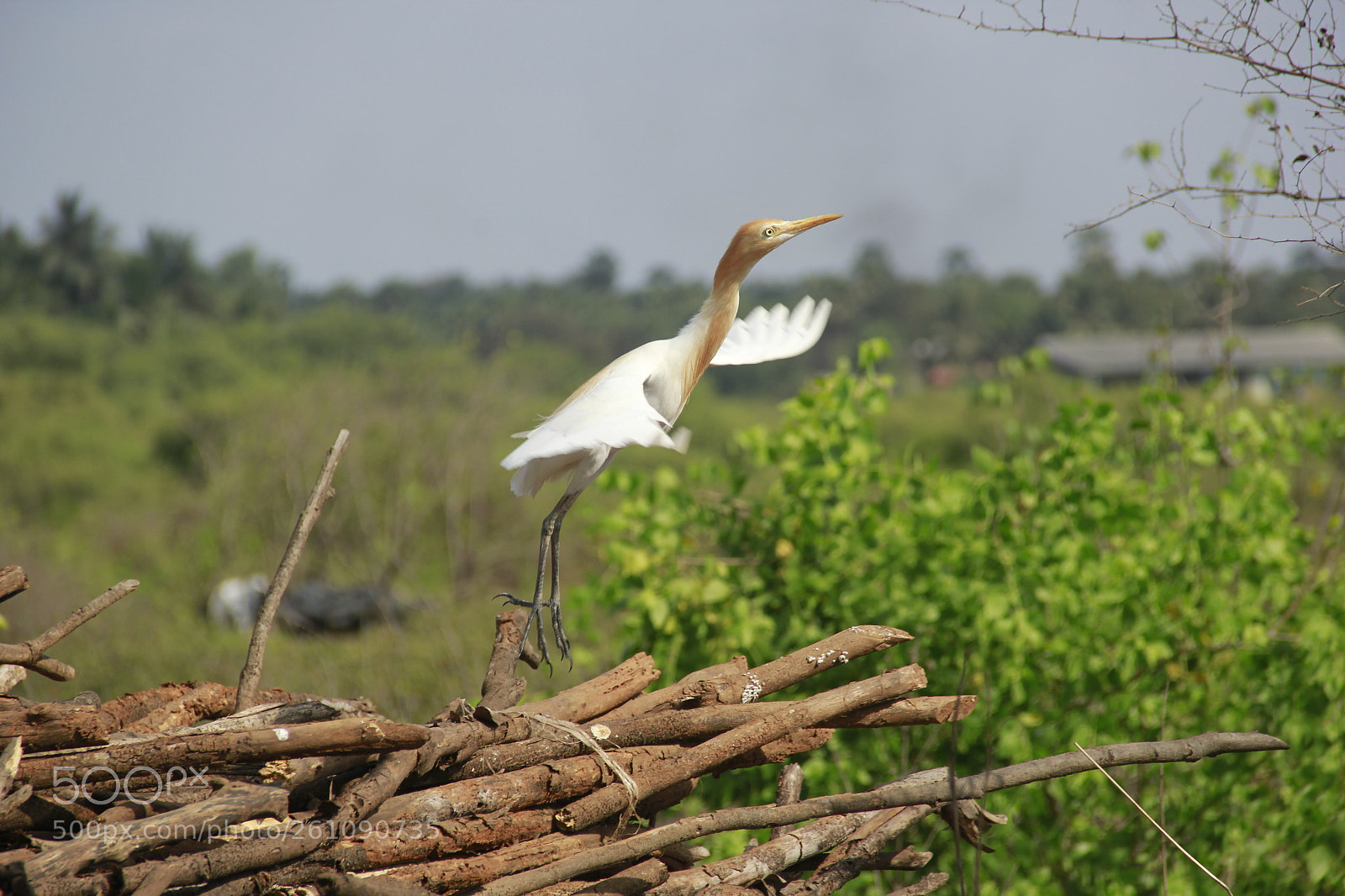Canon EF-S 18-135mm F3.5-5.6 IS sample photo. White heron flying photography