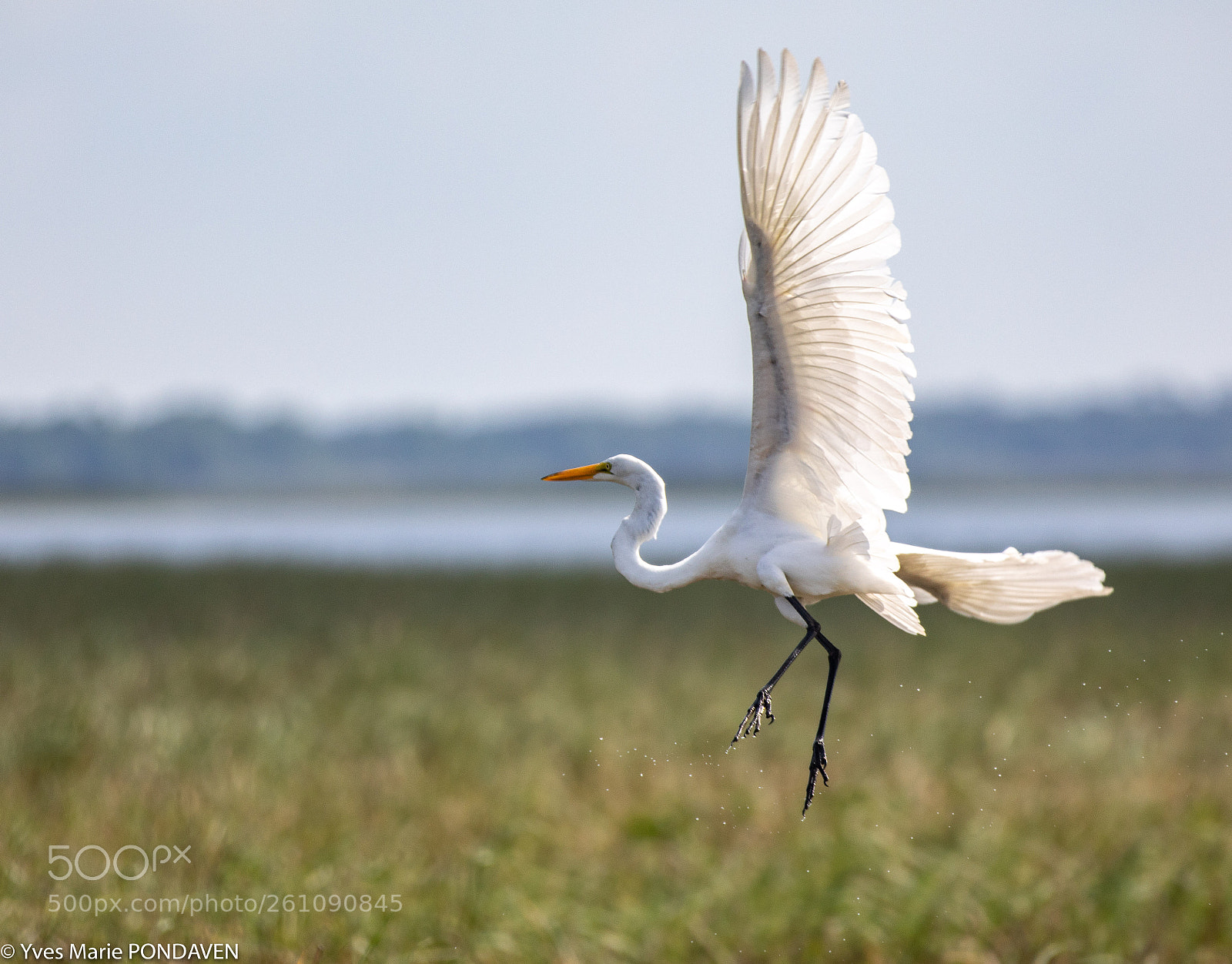 Canon EOS 5D Mark IV sample photo. White landing photography