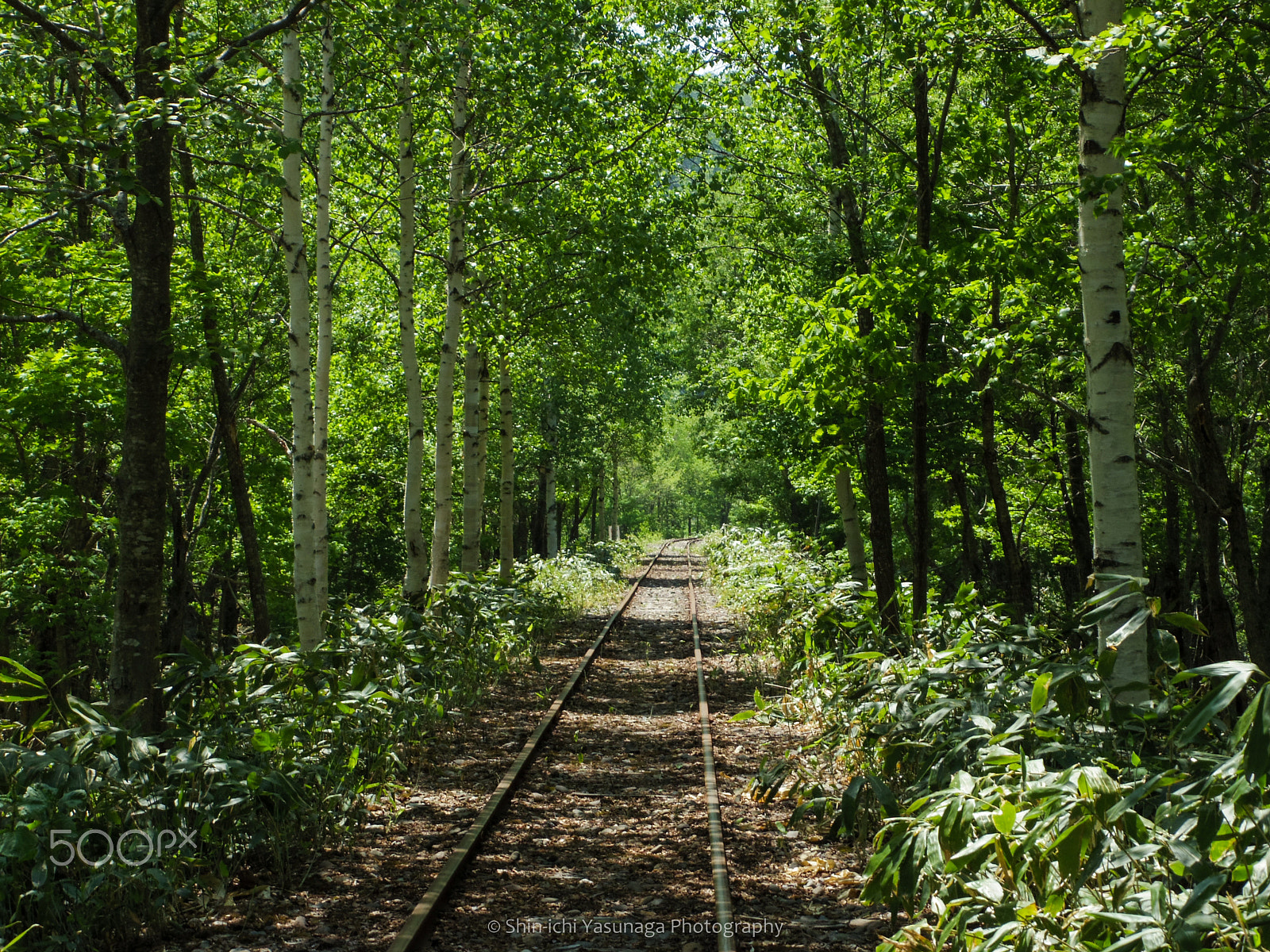 Pentax Q sample photo. Green tunnel photography