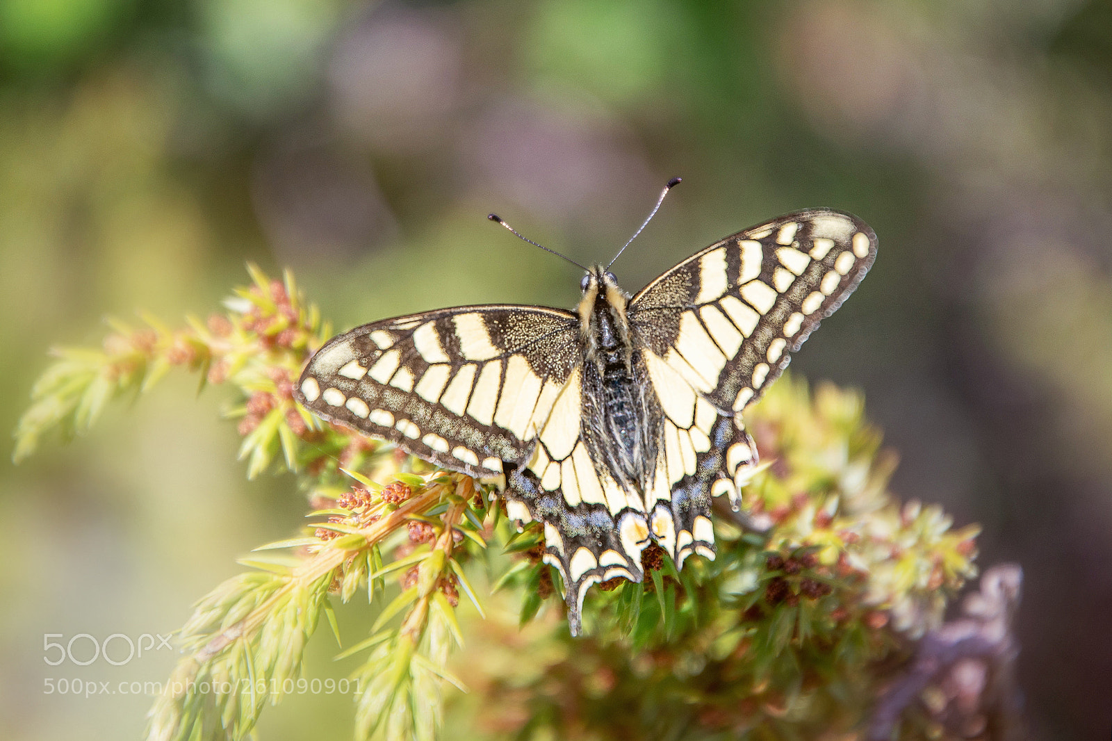 Nikon D500 sample photo. Butterfly photography
