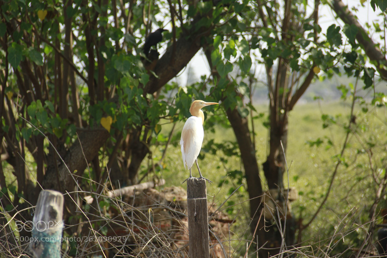 Canon EF-S 18-135mm F3.5-5.6 IS sample photo. White heron photography