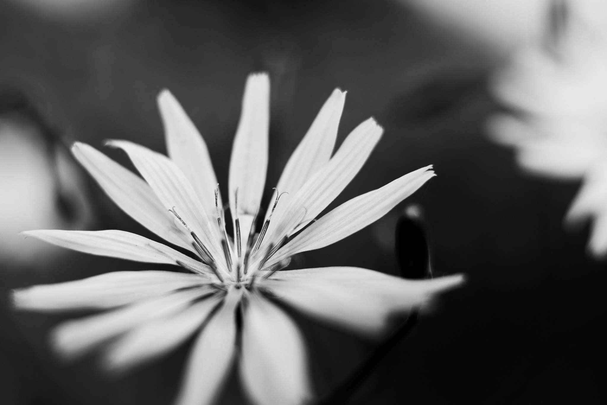 Nikon D850 sample photo. B&w flower photography