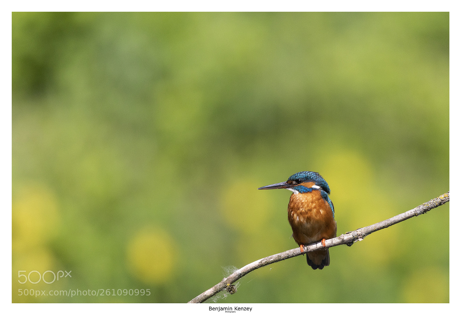 Canon EOS 5D Mark IV sample photo. Martin pêcheur femelle photography