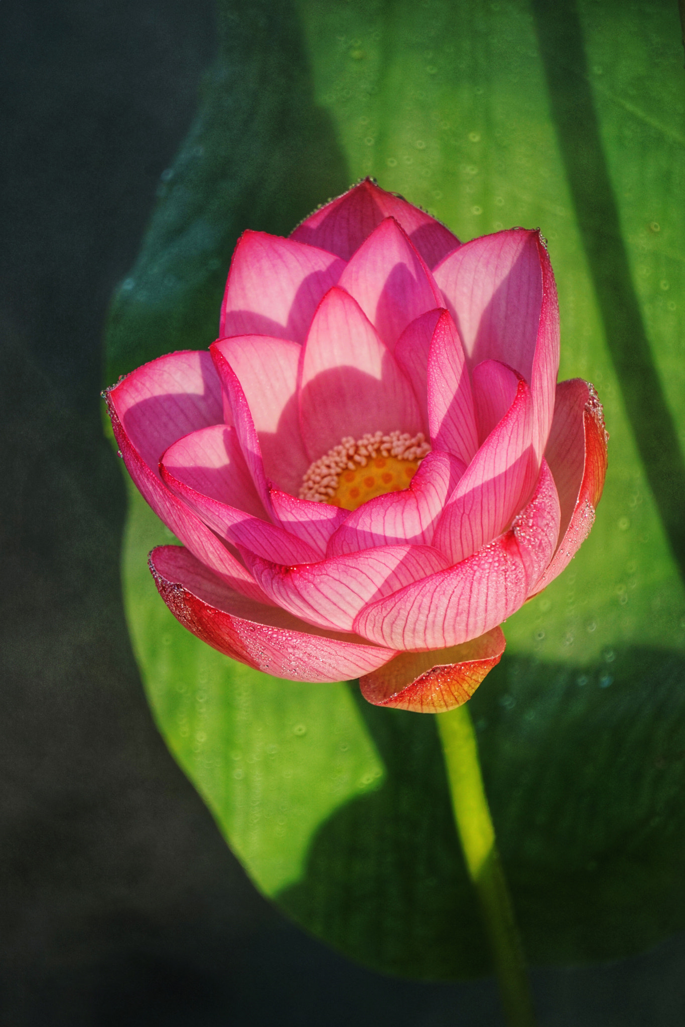 Sony a5100 sample photo. 沐浴晨光 photography