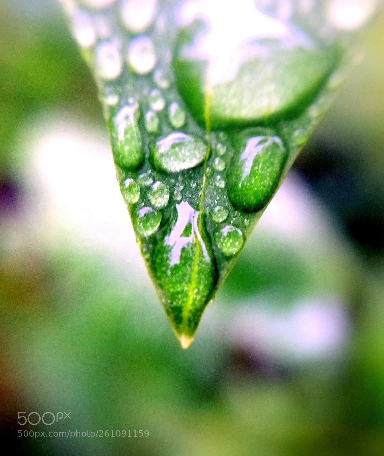 Samsung Galaxy Note4 sample photo. Leaf (focus) photography