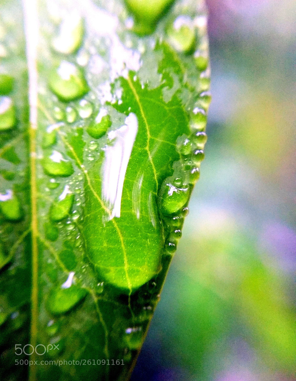 Samsung Galaxy Note4 sample photo. Leaf (edge) photography