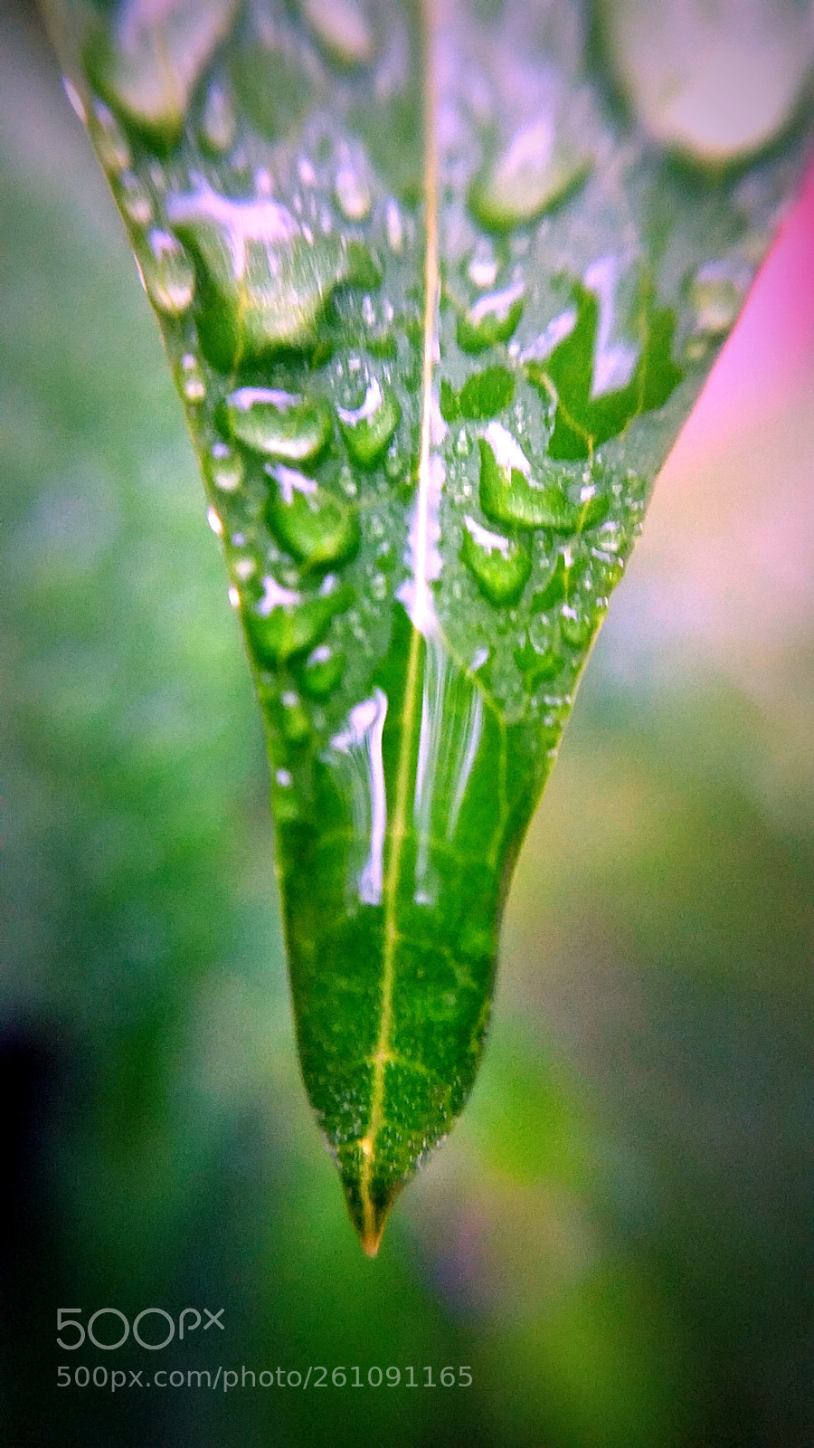 Samsung Galaxy Note4 sample photo. Leaf (tip) photography