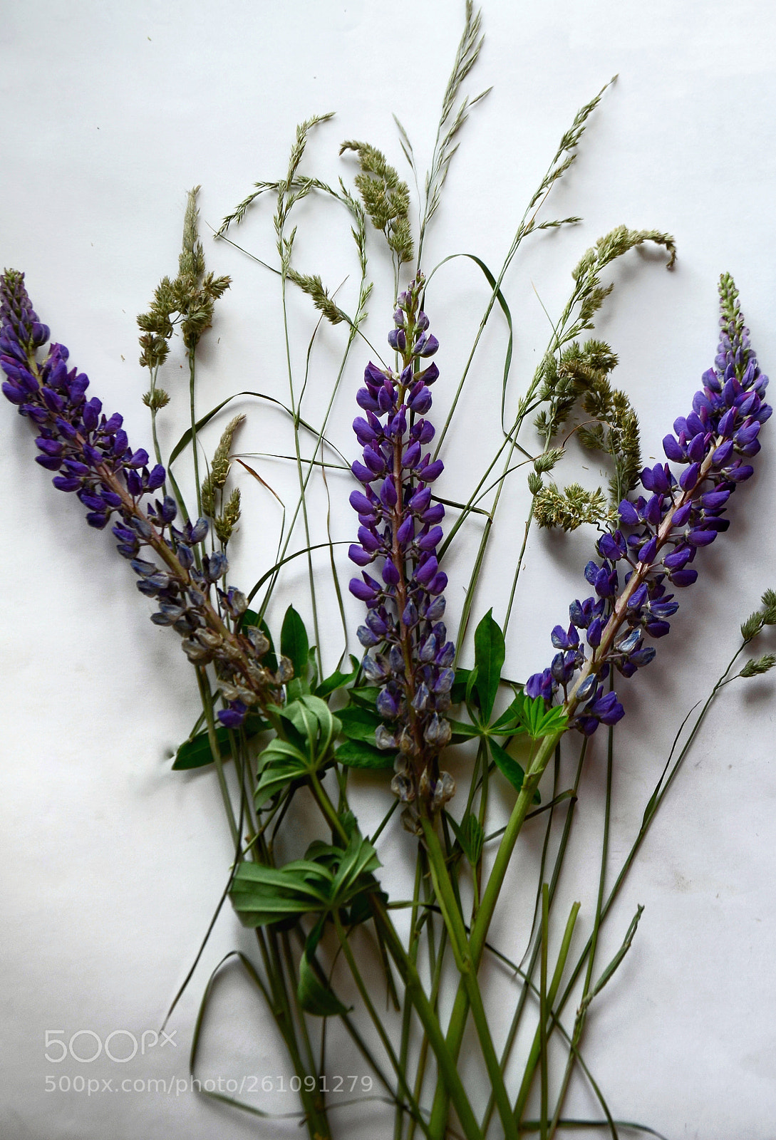 Nikon D5100 sample photo. Flatlay wildflowers photography