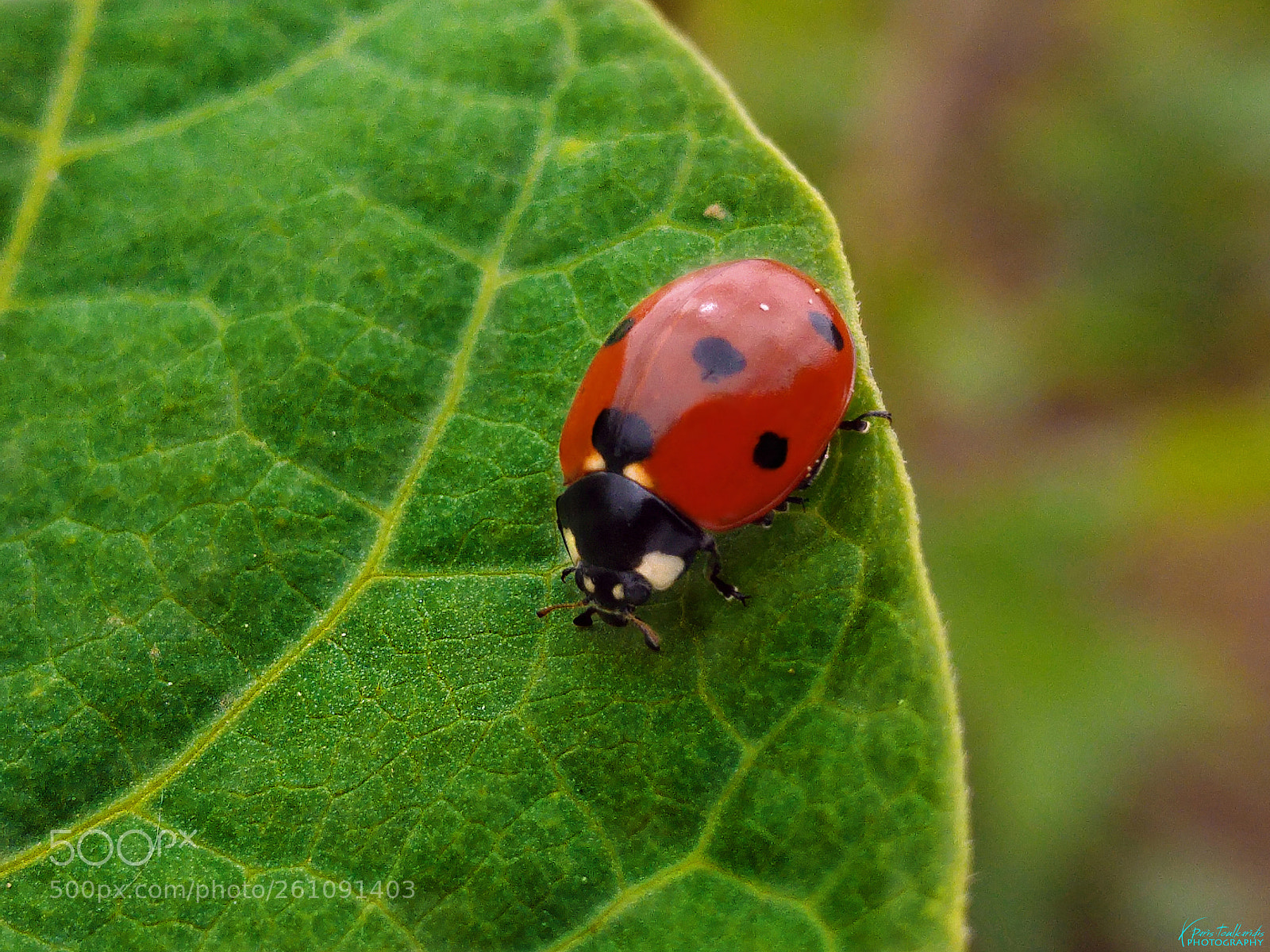 LG G4 sample photo. Macro coccinellidae photography
