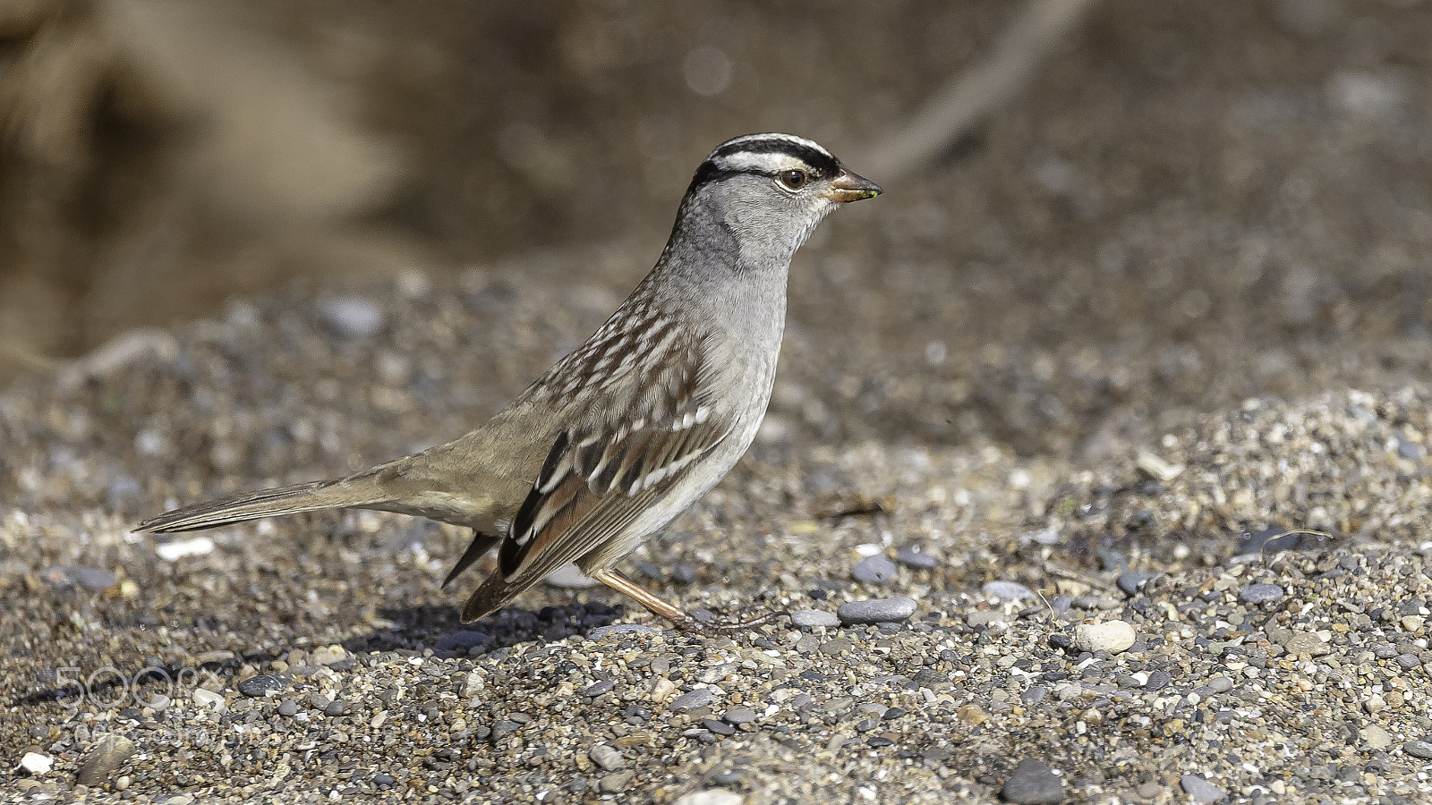 Canon EOS 5DS sample photo. White-crowned sparrow photography