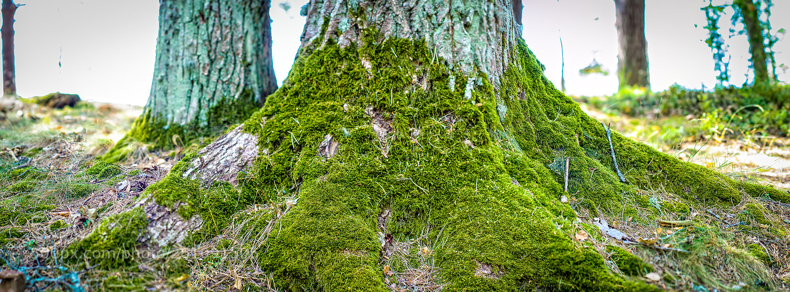 Nikon D90 sample photo. Moss photography
