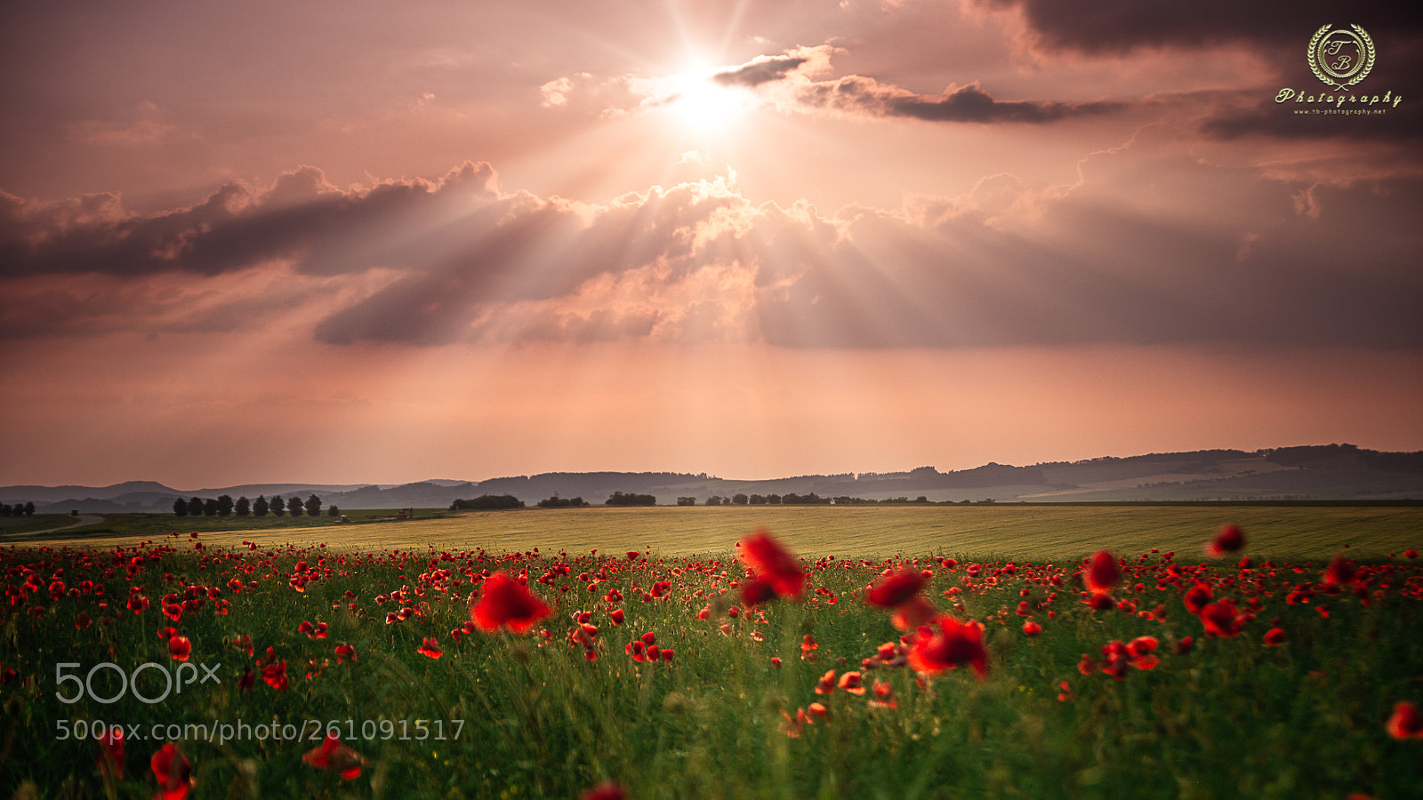 Nikon D7200 sample photo. Sonnenuntergang im mohnblumenfeld photography