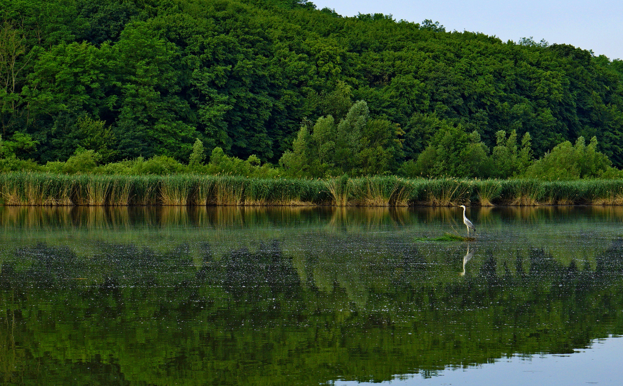 Sony FE 28-70mm F3.5-5.6 OSS sample photo. Ardea cinerea photography