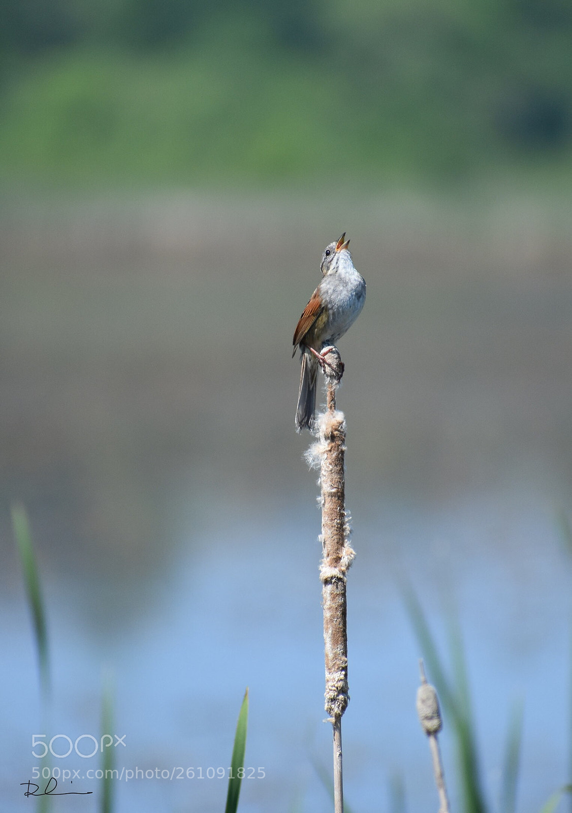 Nikon D3400 sample photo. Song sparrow  photography