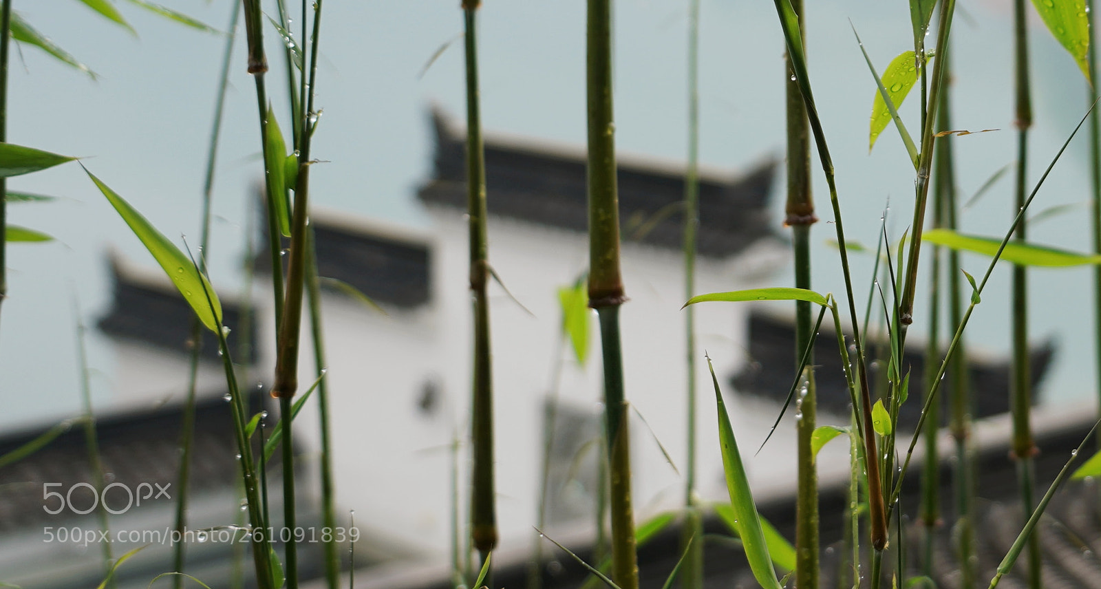 Sony a7 III sample photo. 雨中 photography