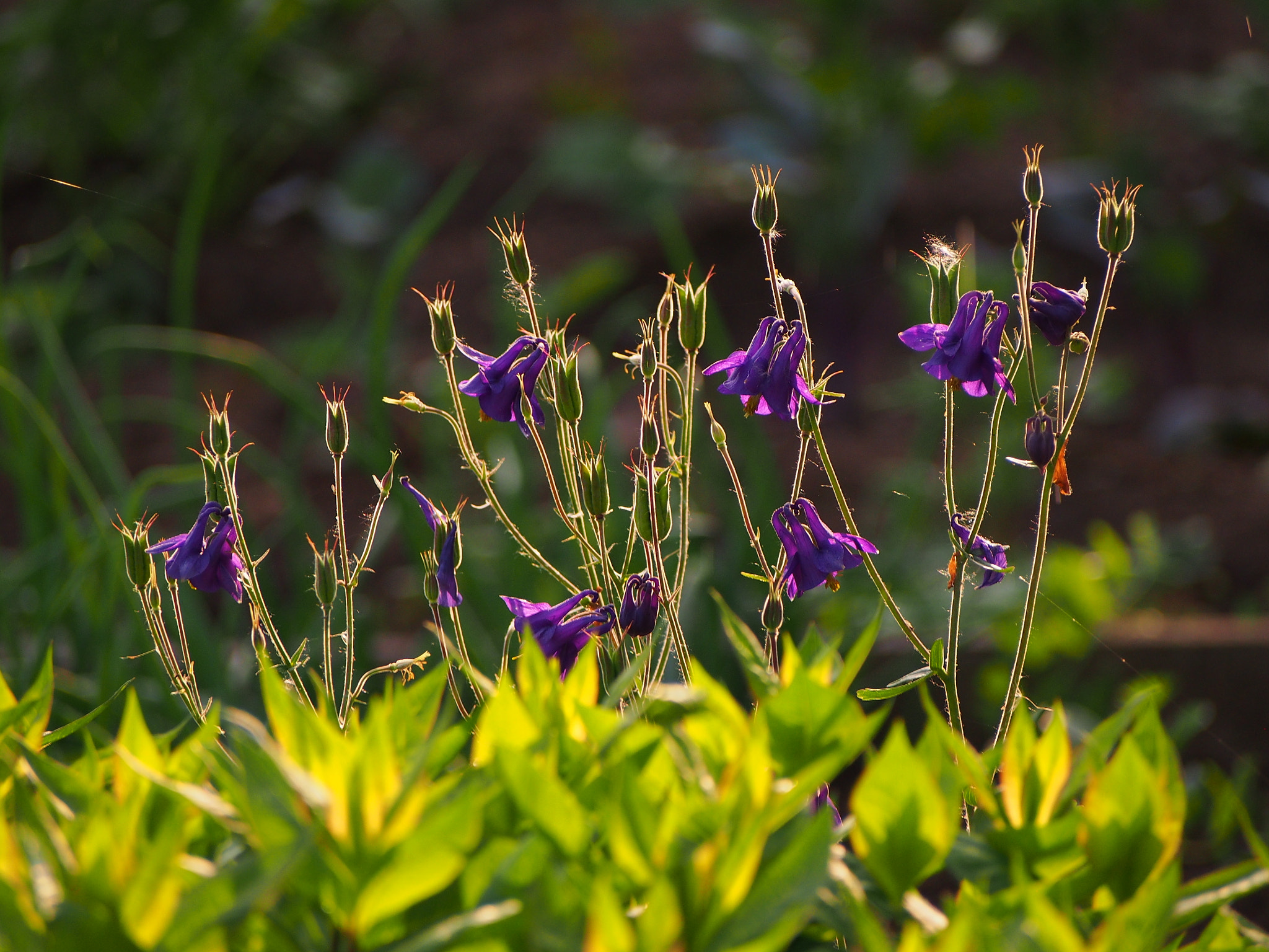 Olympus PEN E-PL5 sample photo. Flower photography