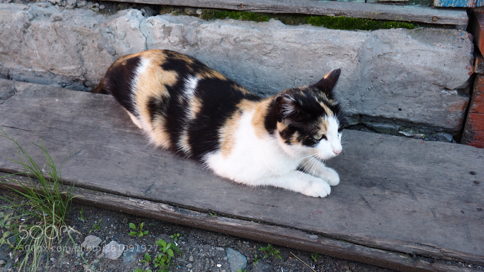 Olympus OM-D E-M10 II sample photo. киса photography
