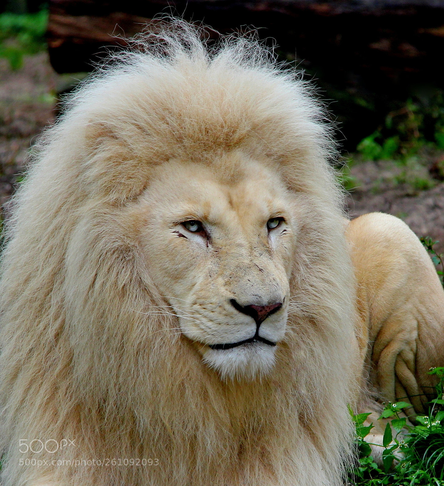Canon EOS 550D (EOS Rebel T2i / EOS Kiss X4) sample photo. Lion photography