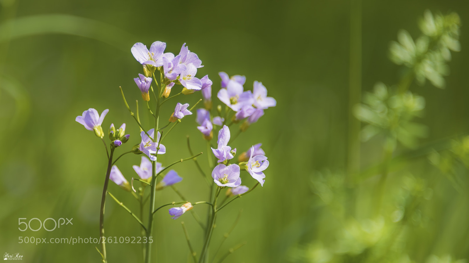 Nikon D810 sample photo. Simplicity of nature.. photography