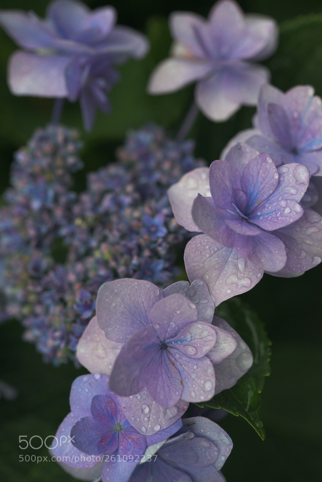 Nikon D800E sample photo. Rainy season photography