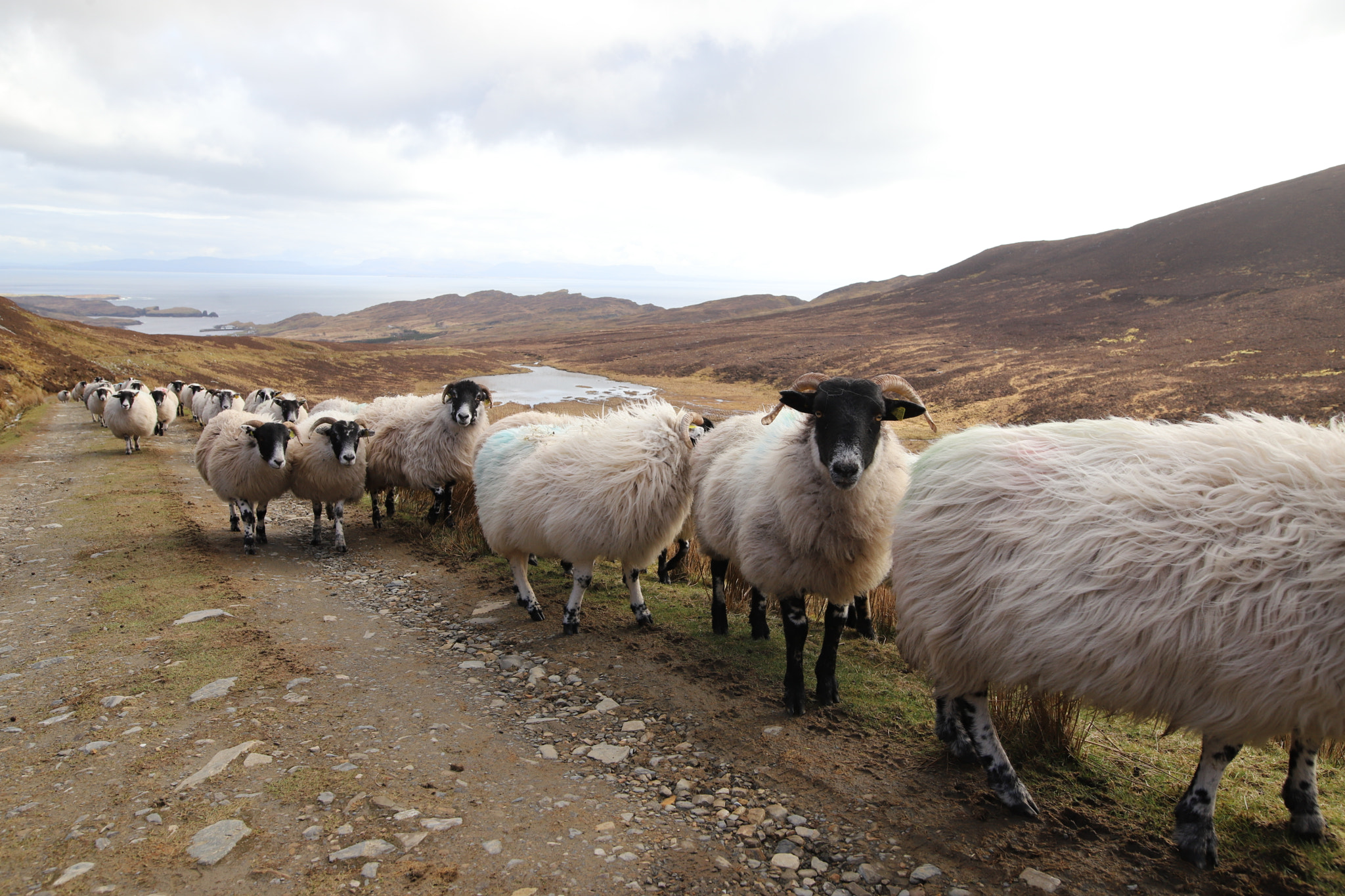 Canon EOS 6D Mark II sample photo. Slieve league - ireland photography