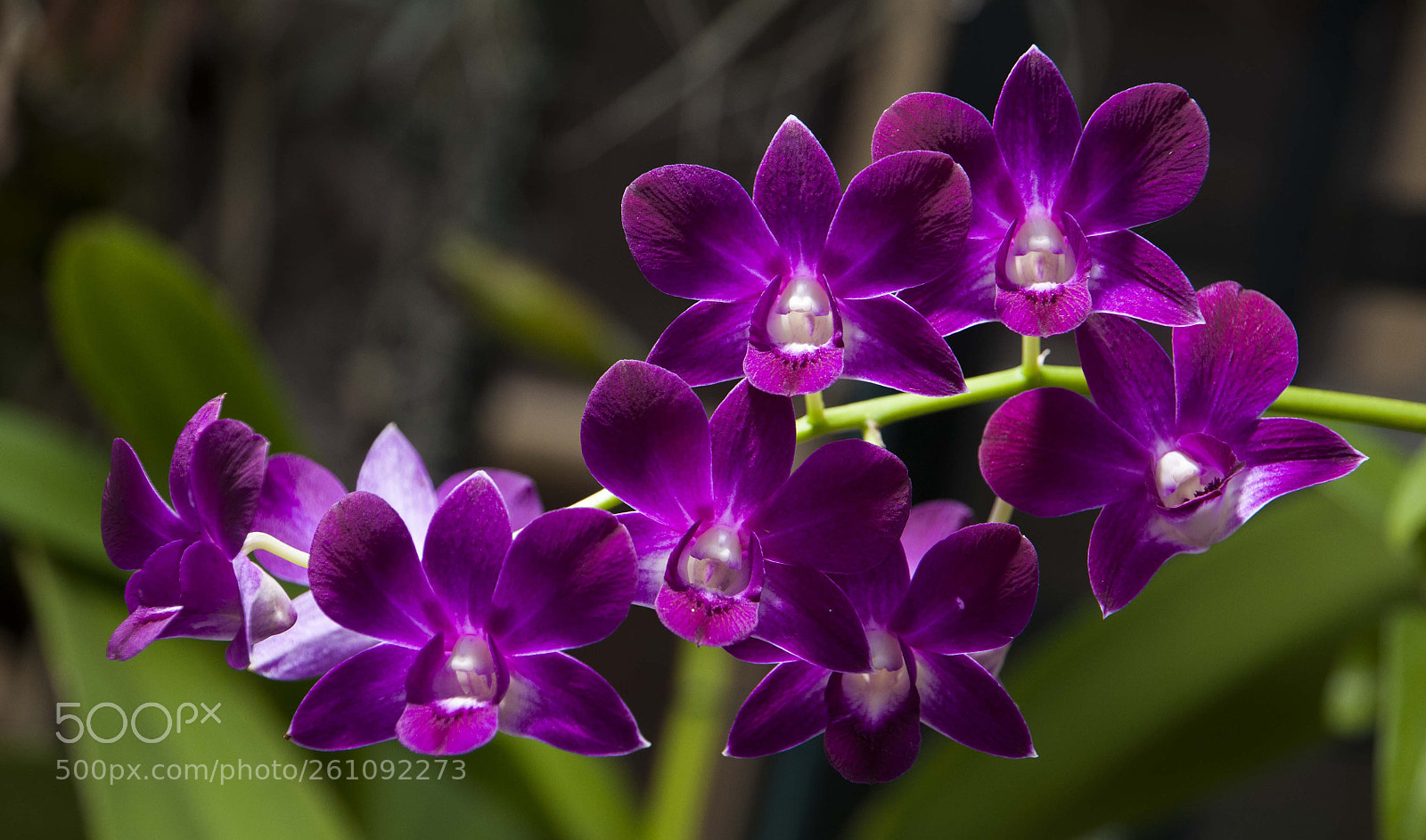 Nikon D300 sample photo. 4 prince photography