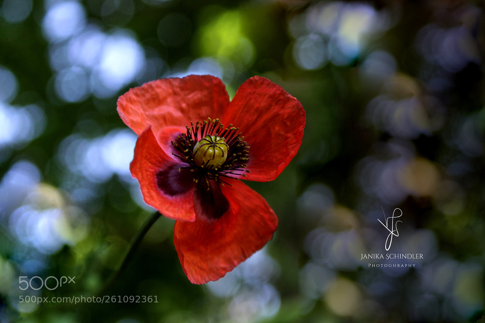 Canon EOS 60D sample photo. Poppy photography