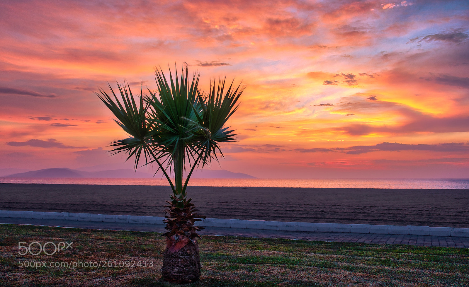 Fujifilm X-T20 sample photo. Lonely palm photography