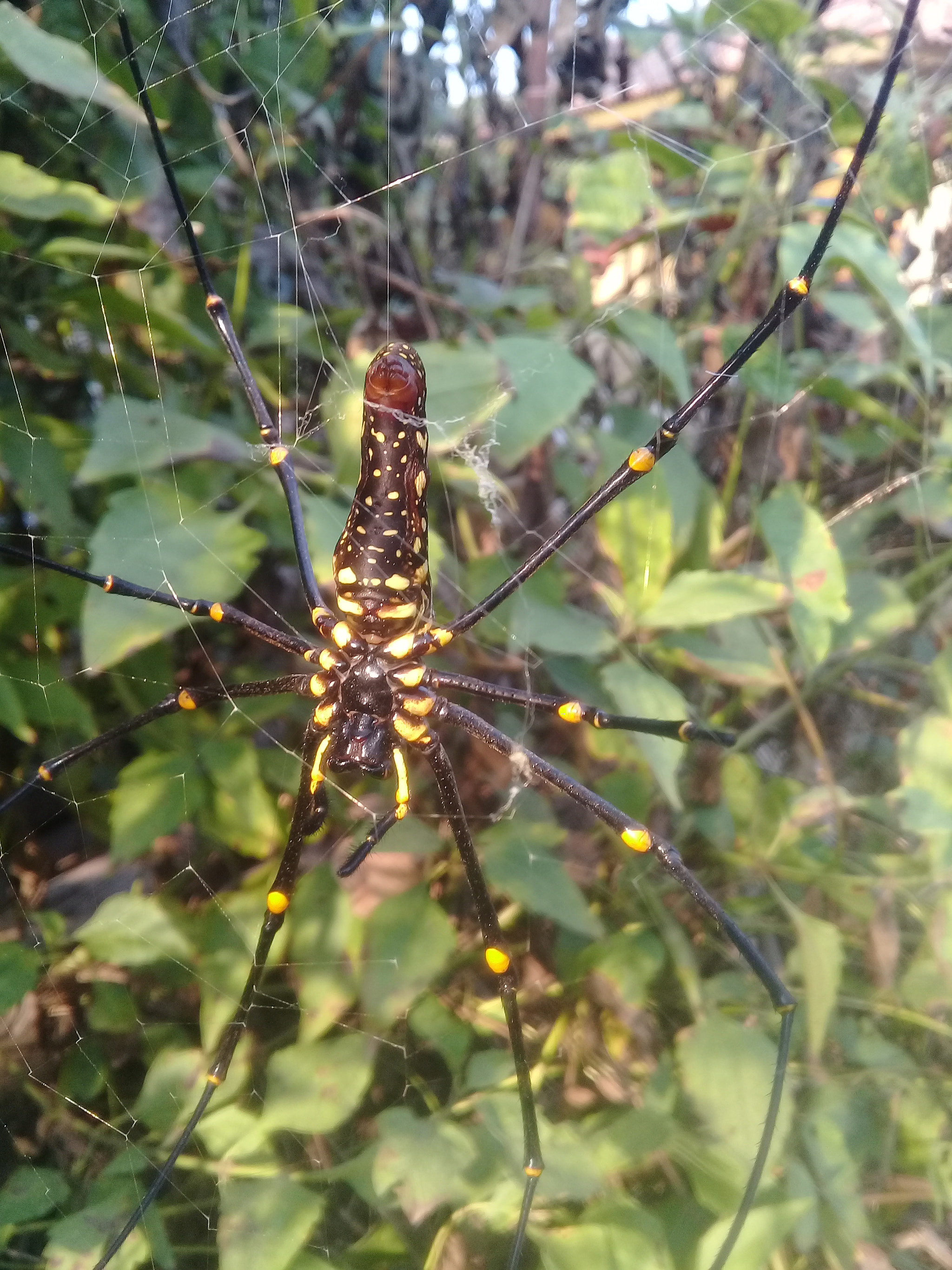 Samsung Galaxy J2 Prime sample photo. Giant spider photography
