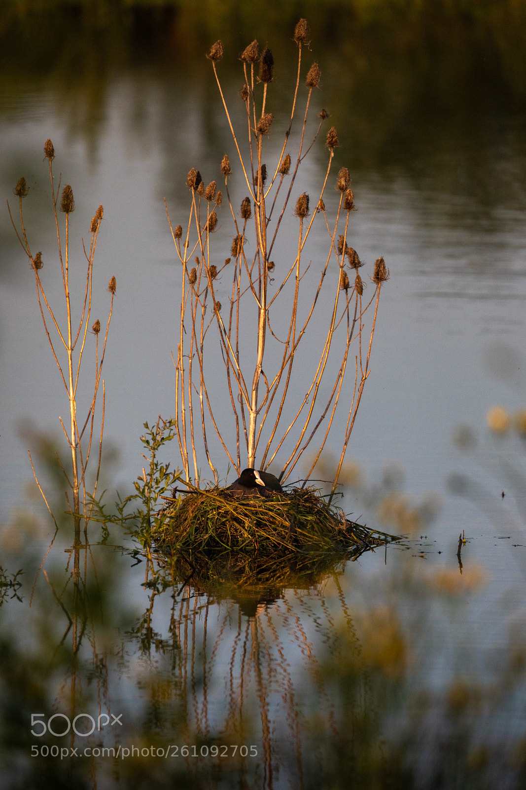 Canon EOS 5D Mark IV sample photo. Nesting coot photography