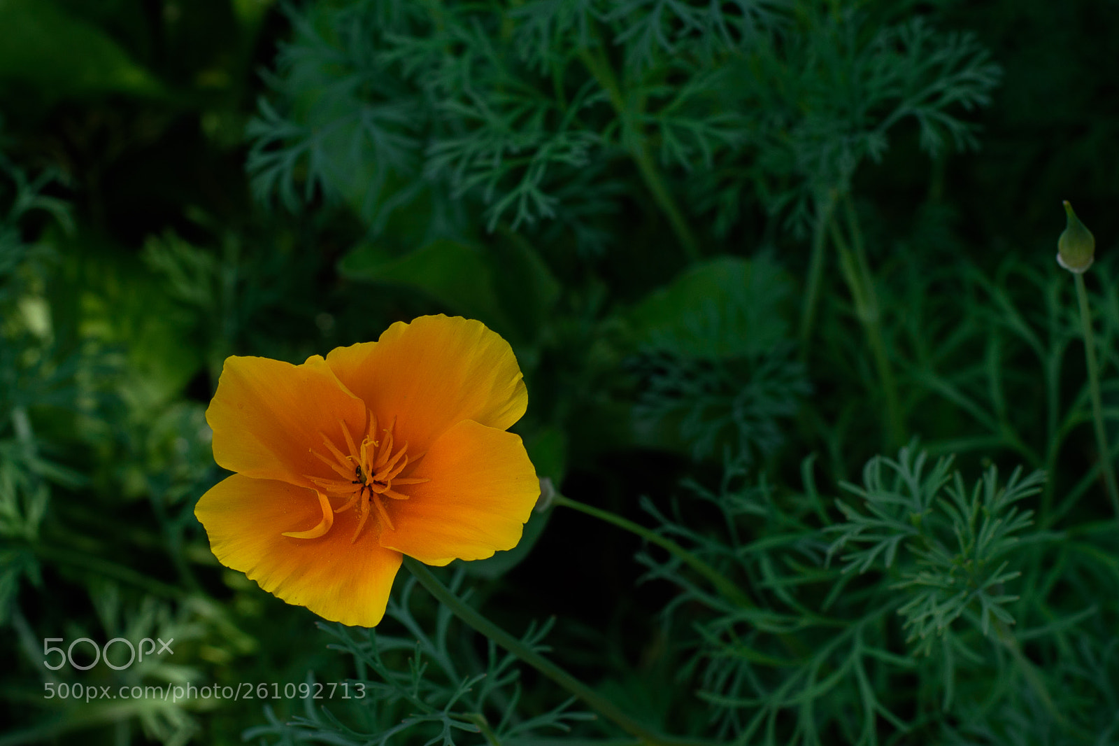 Nikon D5500 sample photo. Eschosia photography