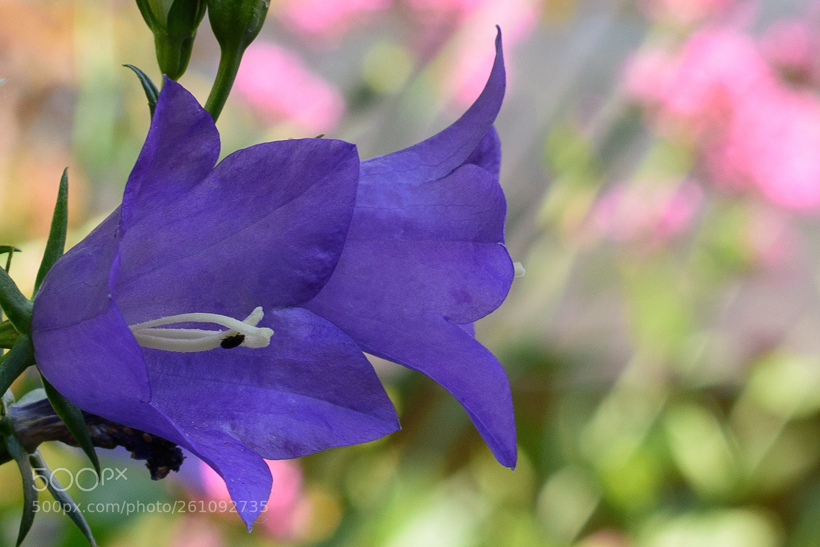 Nikon D5500 sample photo. Campanule et puceron photography