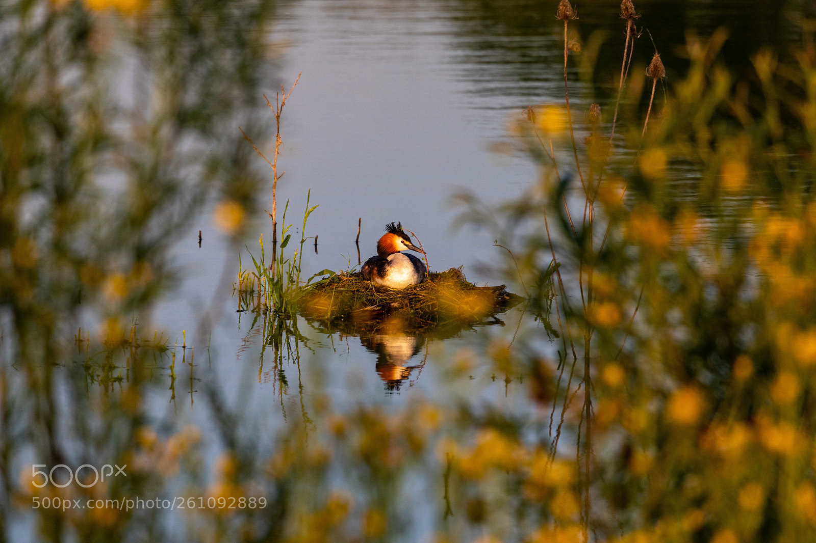 Canon EOS 5D Mark IV sample photo. Nesting grebe photography