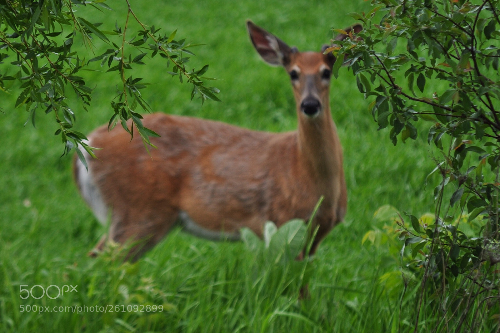 Nikon D5000 sample photo. Standing my ground photography