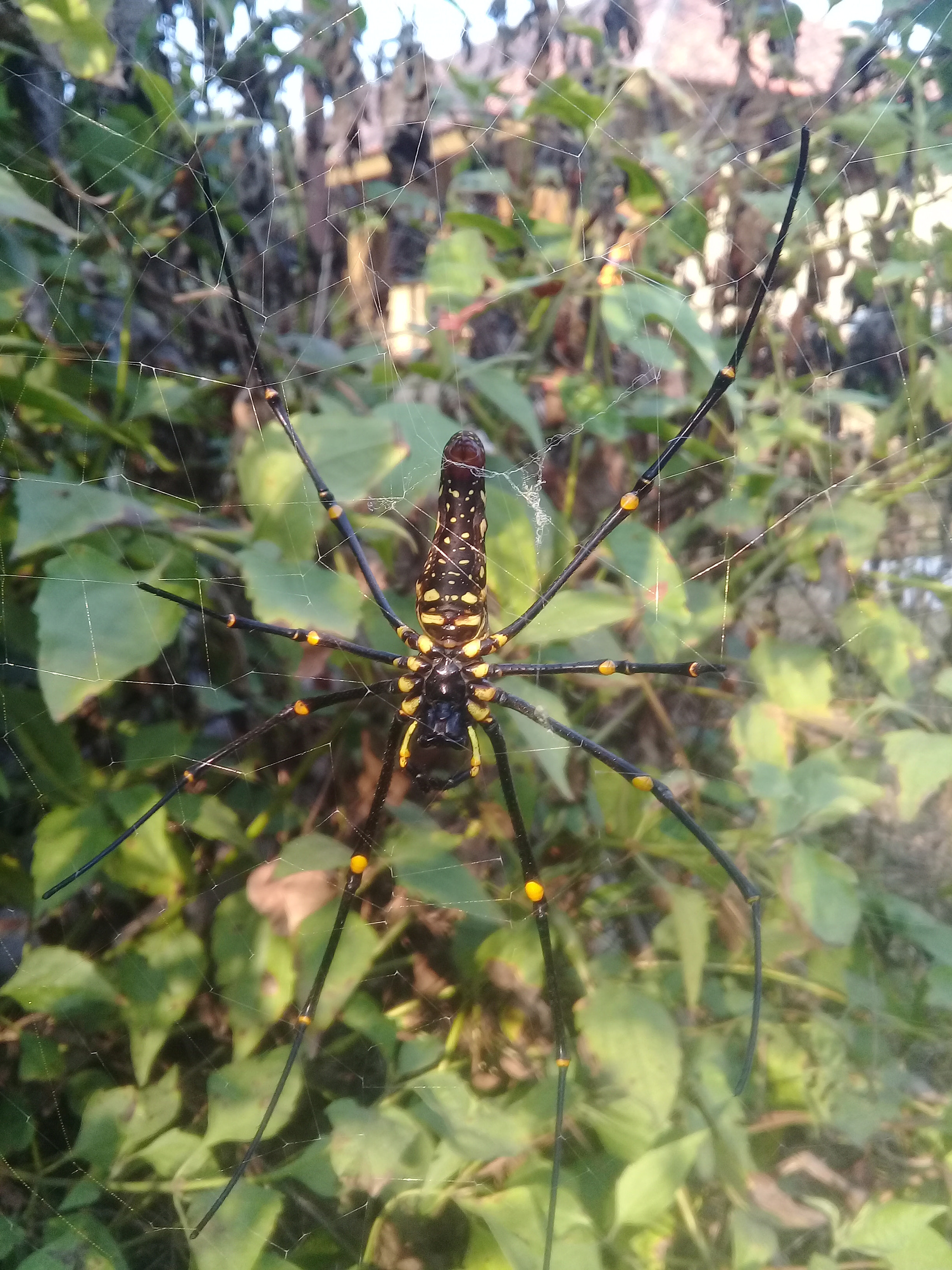 Samsung Galaxy J2 Prime sample photo. Giant spider 2 photography