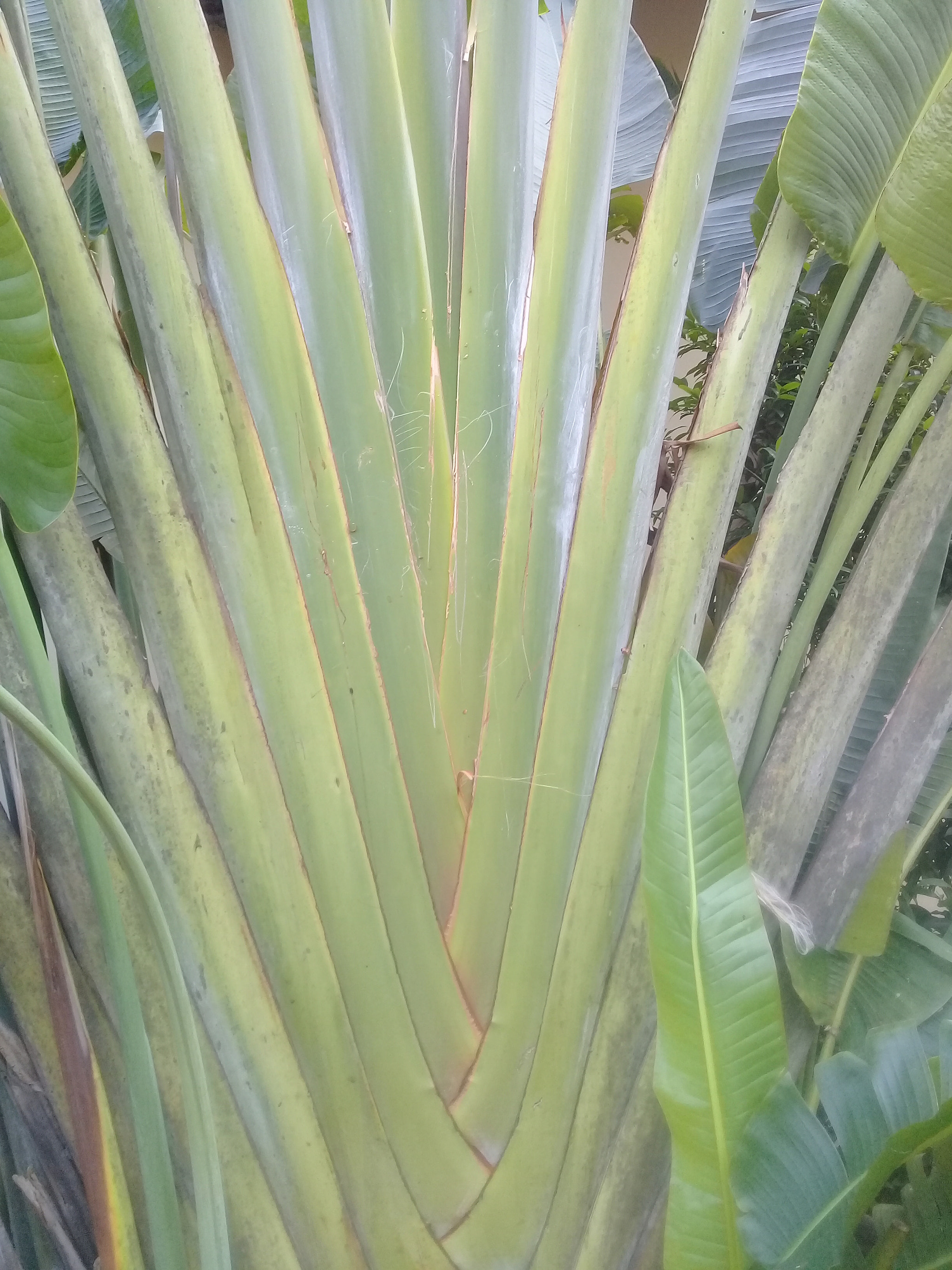 Samsung Galaxy J2 Prime sample photo. A tree.pohon pisang-pisangan photography