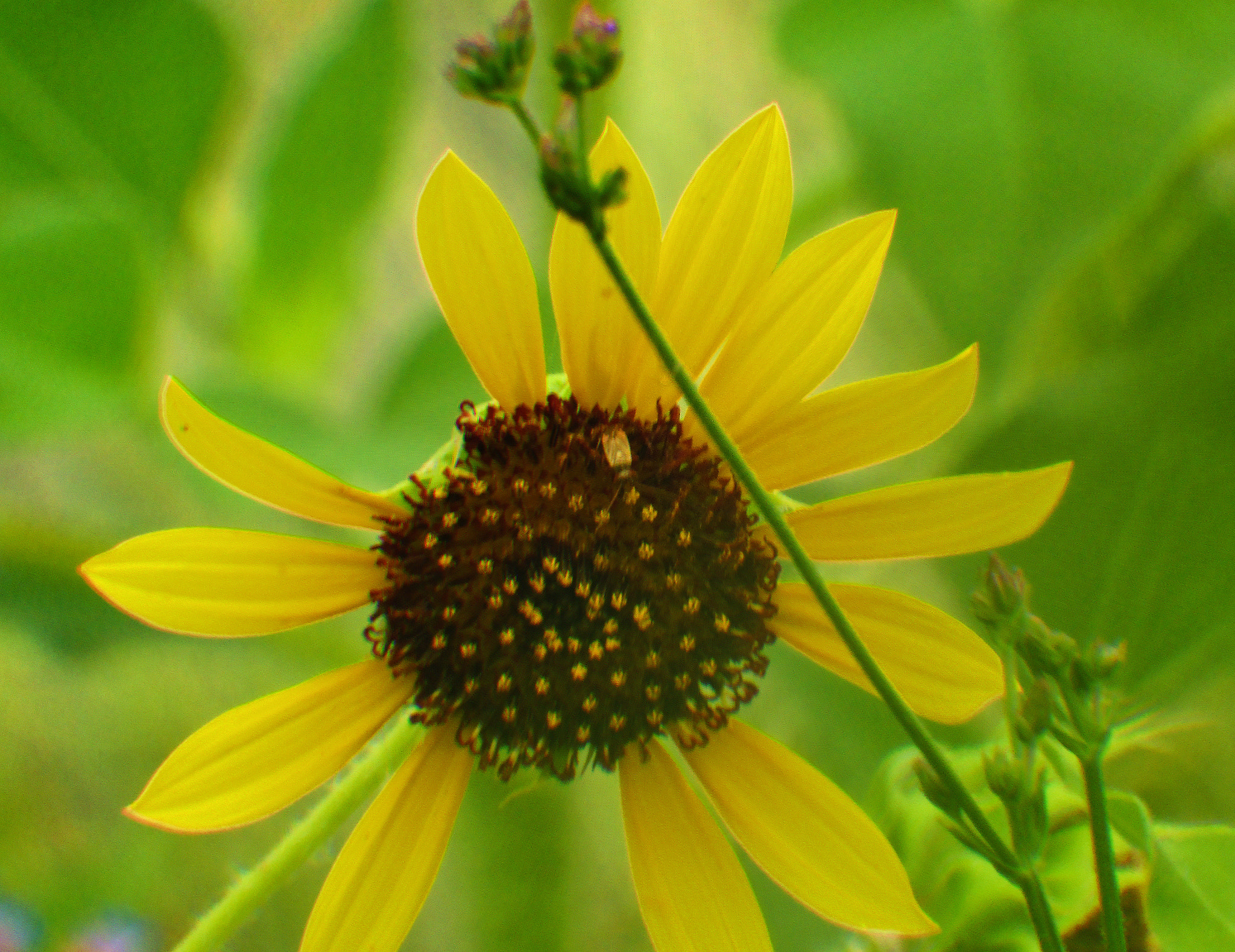 Canon PowerShot SX420 IS sample photo. A sun flower photography