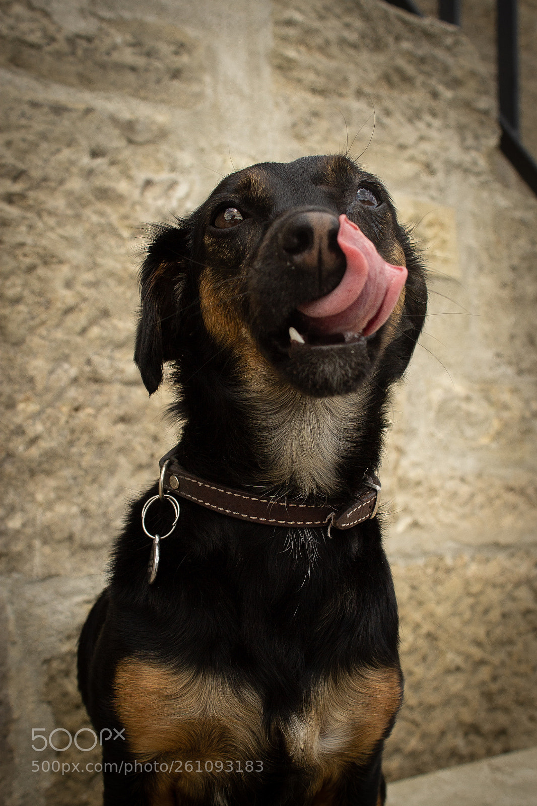 Canon EOS 1100D (EOS Rebel T3 / EOS Kiss X50) sample photo. Tongue out photography