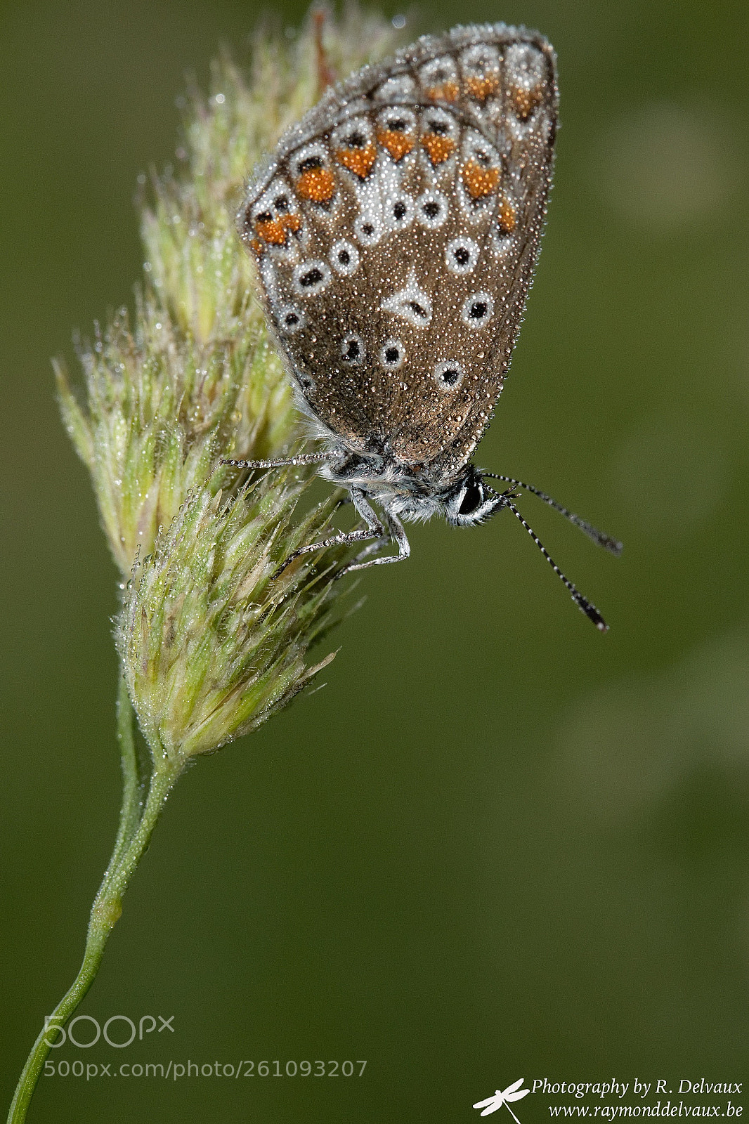 Canon EOS 7D Mark II sample photo. Morning azuré photography