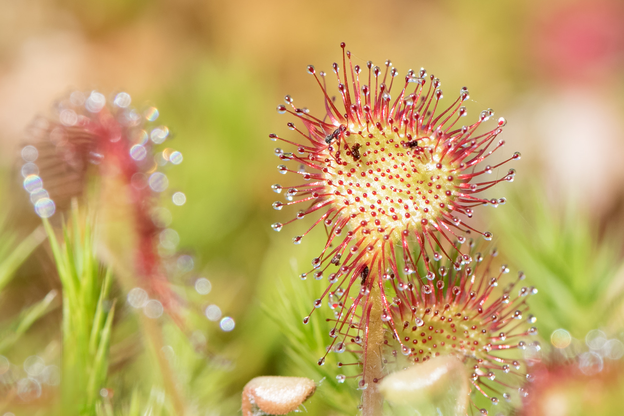 Nikon AF-S Micro-Nikkor 105mm F2.8G IF-ED VR sample photo. Wild sundew photography