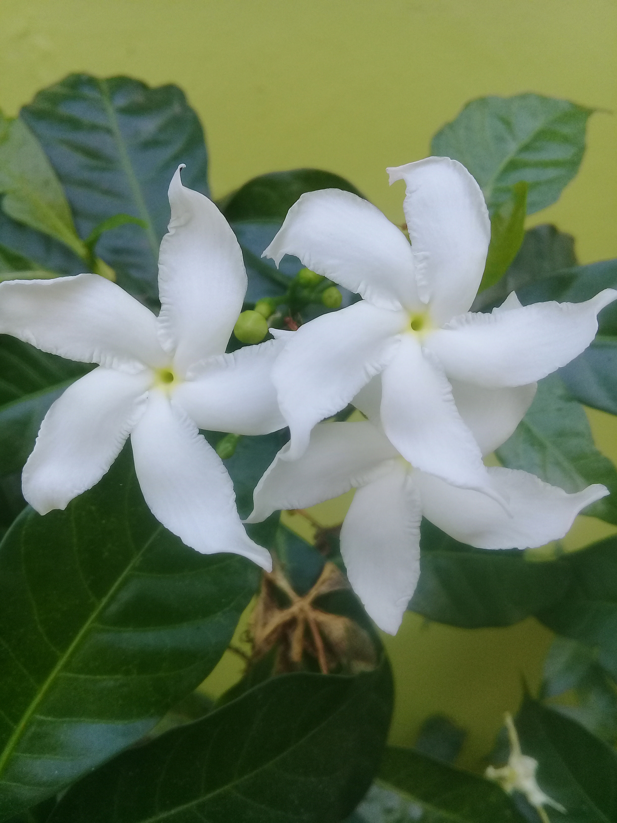 Samsung Galaxy J2 Prime sample photo. Little white flowers photography