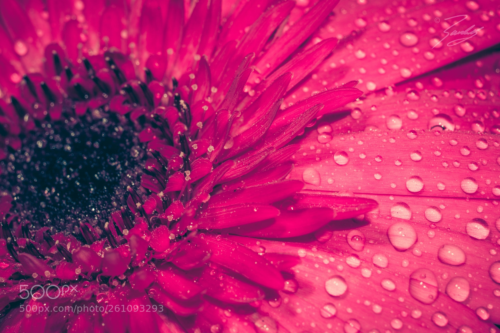 Sony a6000 sample photo. Pink poem photography