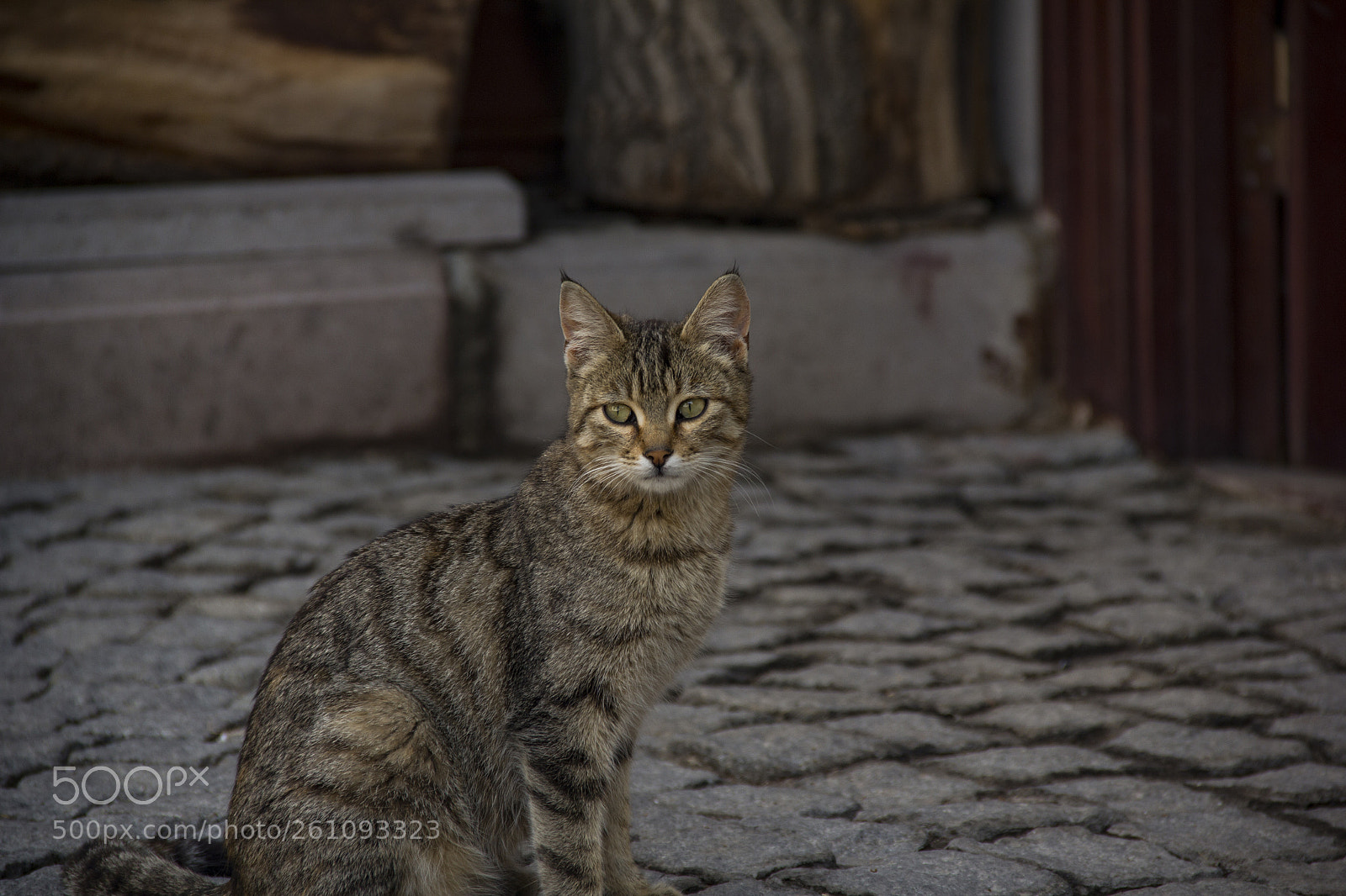 Canon EOS 60D sample photo. Cat photography