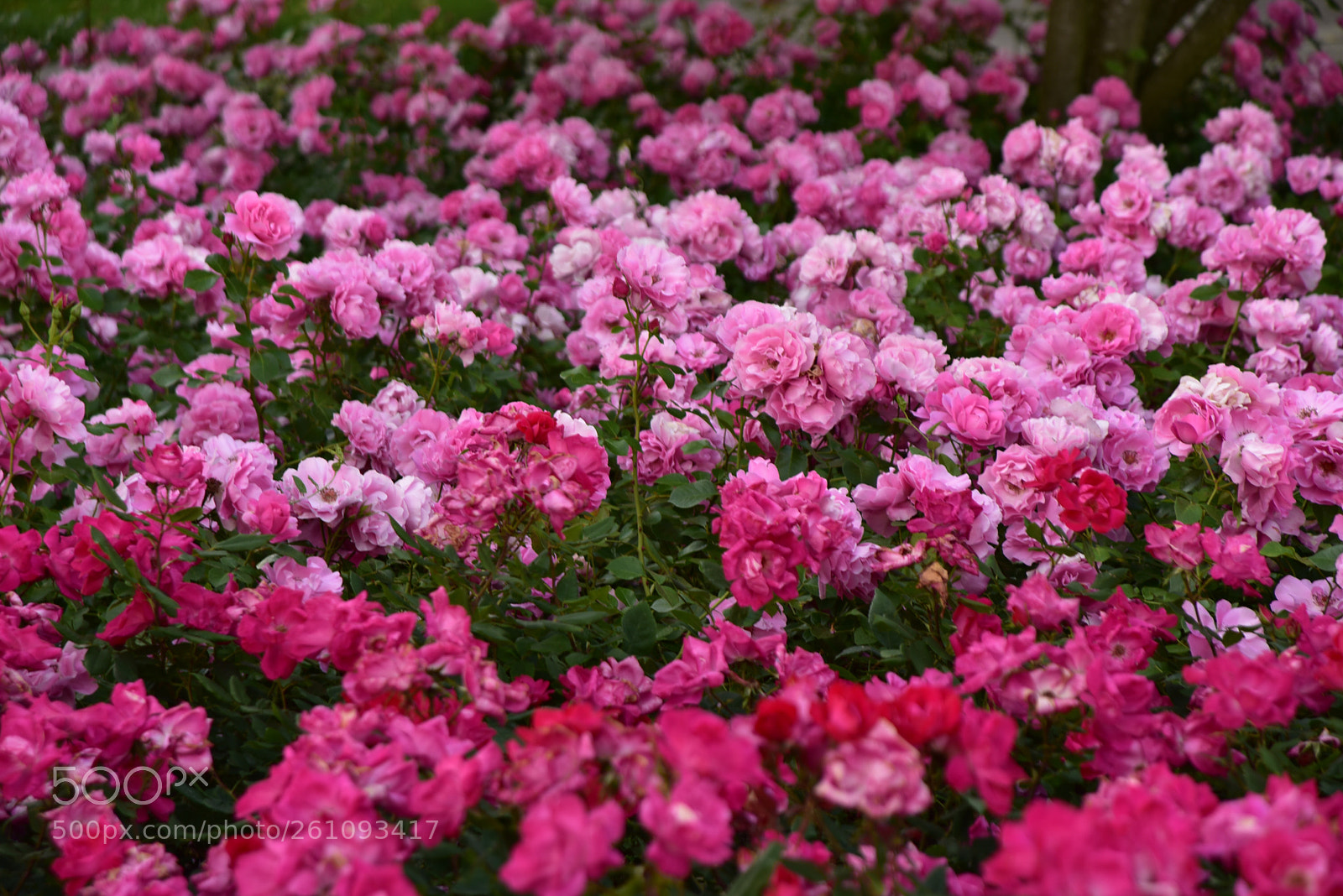 Nikon D750 sample photo. Untitled photography