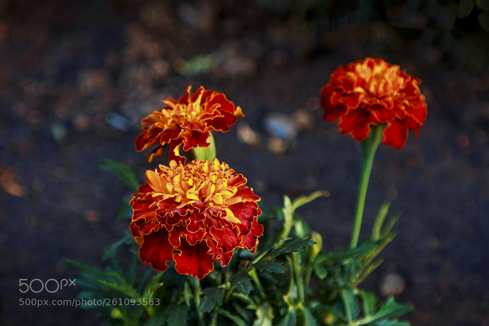 Canon EOS 70D sample photo. Tagetes erecta photography