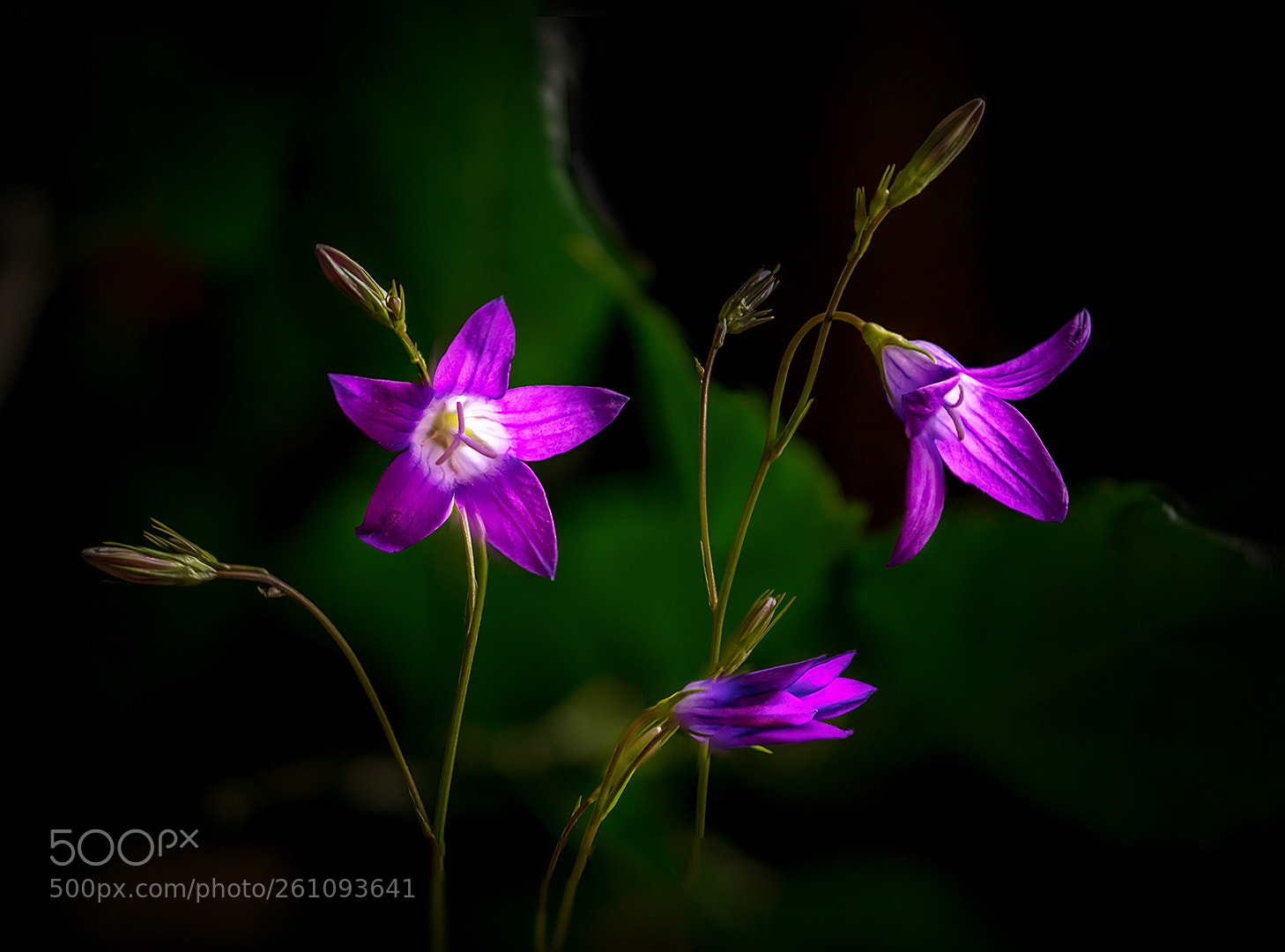 Sony a6000 sample photo. *** photography